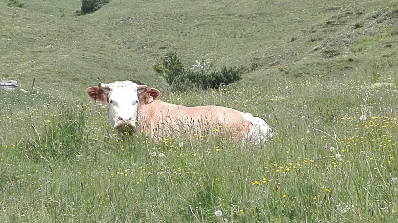 Bio-Bauernhof "Hecherhof" Thiersee Zewnętrze zdjęcie